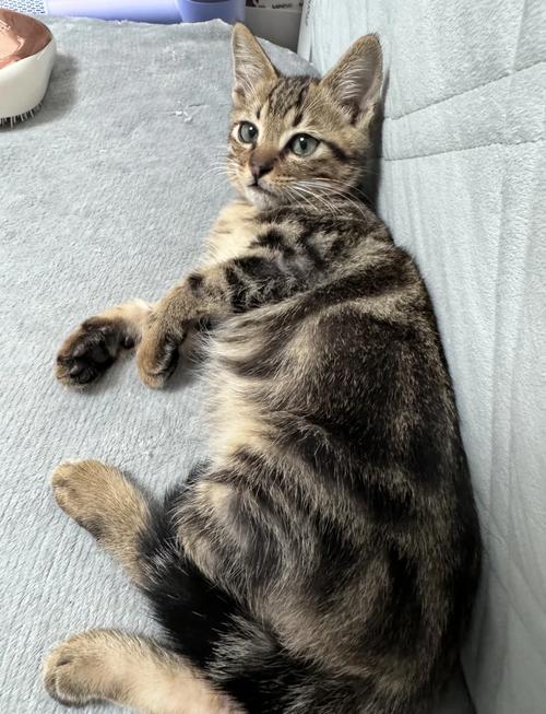 狸花猫脚毛多要修剪?(狸花猫需要剃脚毛吗) 狸花猫脚毛多要修剪?(狸花猫需要剃脚毛吗)
