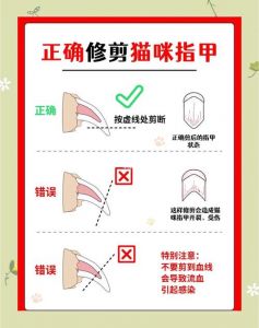 选对电动剃刀，小心给猫剃毛（怎么用剃刀给猫剃毛）