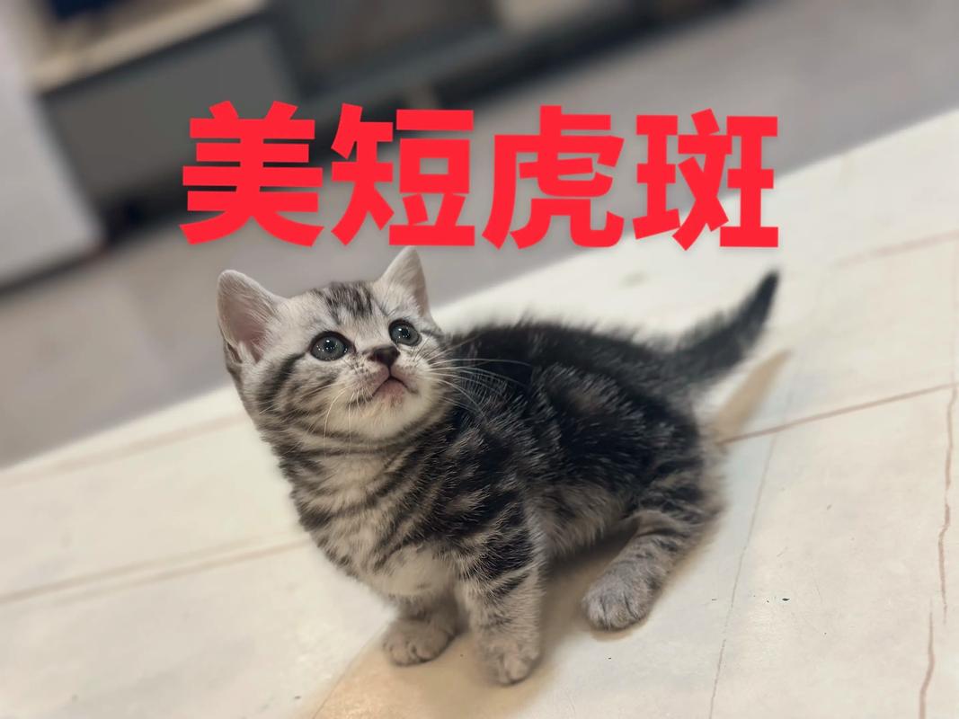 狸花猫与美短猫的区别及土猫养护(像美短的中华田园猫) 狸花猫与美短猫的区别及土猫养护(像美短的中华田园猫)