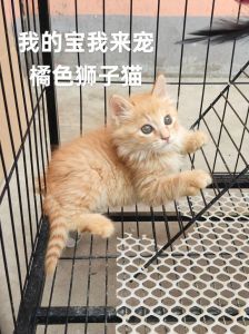 黄色短毛猫品种多，选对宠，爱相伴（黄色短毛的猫品种）