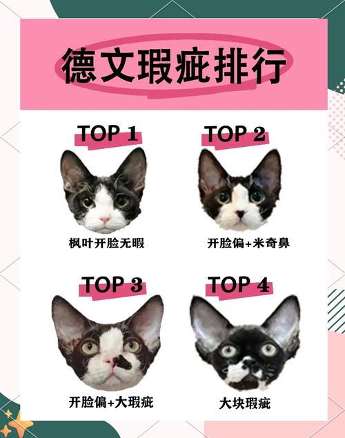 选公还是母?德文猫公猫壮实便宜,母猫独立温柔(德文猫公的好母的好) 选公还是母?德文猫公猫壮实便宜,母猫独立温柔(德文猫公的好母的好)