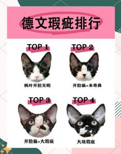 选公还是母？德文猫公猫壮实便宜，母猫独立温柔（德文猫公的好母的好）