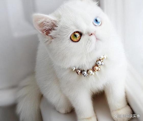 清澈迷人,温婉典雅(波斯猫蓝眼睛图片) 清澈迷人,温婉典雅(波斯猫蓝眼睛图片)