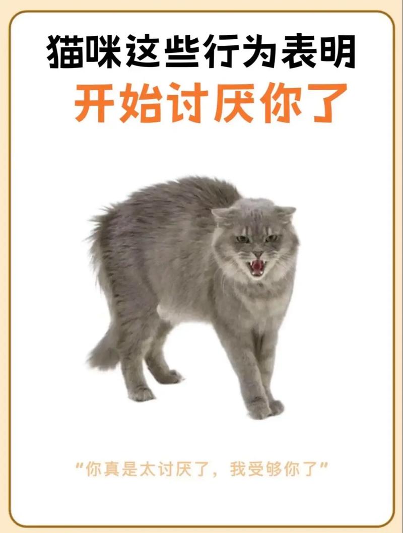 哈气乱尿抓家具怎么办?(猫咪恨主人的十种表现) 哈气乱尿抓家具怎么办?(猫咪恨主人的十种表现)
