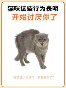 哈气乱尿抓家具怎么办？（猫咪恨主人的十种表现）