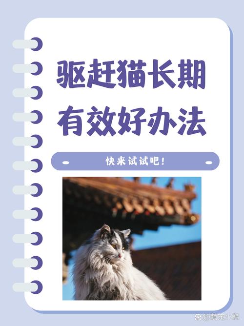 幼猫躲藏怎么办?温柔引导是关键(怎样引猫出来最有效) 幼猫躲藏怎么办?温柔引导是关键(怎样引猫出来最有效)