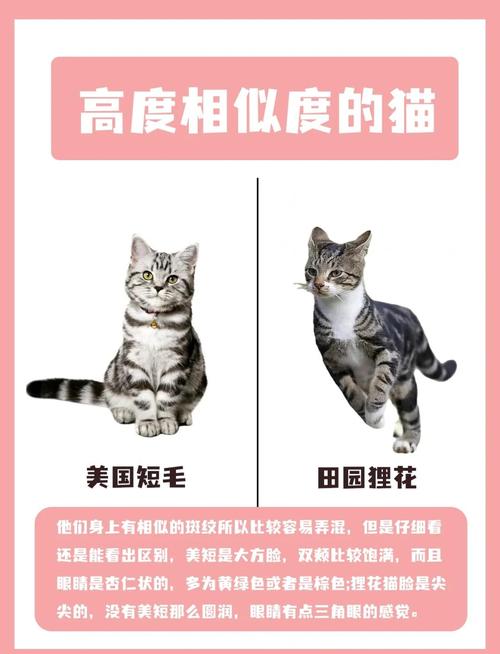 独一无二的小艺术品(狸花猫和虎斑杂交图片) 独一无二的小艺术品(狸花猫和虎斑杂交图片)