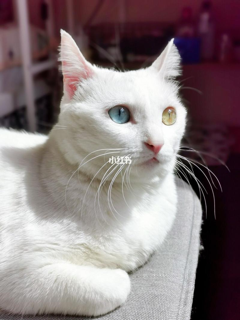 纯血异瞳猫多少钱?颜色血统是关键(纯血异瞳波斯猫什么价位) 纯血异瞳猫多少钱?颜色血统是关键(纯血异瞳波斯猫什么价位)