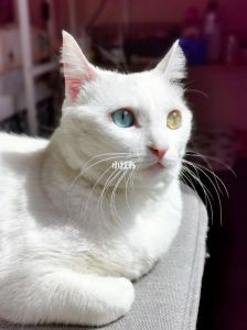 纯血异瞳猫多少钱？颜色血统是关键（纯血异瞳波斯猫什么价位）