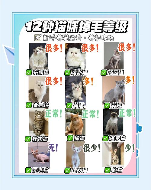 猫咪换毛多?正常!梳毛好处多(猫哪个季节掉毛最严重) 猫咪换毛多?正常!梳毛好处多(猫哪个季节掉毛最严重)
