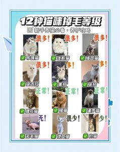 猫咪换毛多？正常！梳毛好处多（猫哪个季节掉毛最严重）