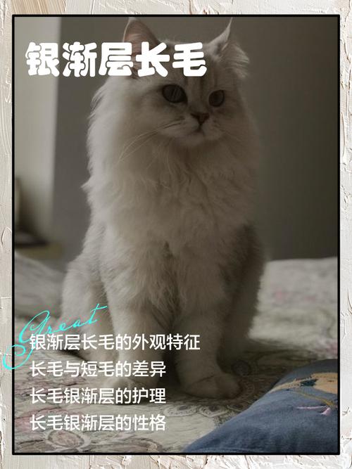 长毛猫夏季防暑实用妙招(长毛猫夏天需要剃毛吗) 长毛猫夏季防暑实用妙招(长毛猫夏天需要剃毛吗)