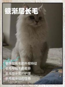 长毛猫夏季防暑实用妙招（长毛猫夏天需要剃毛吗）