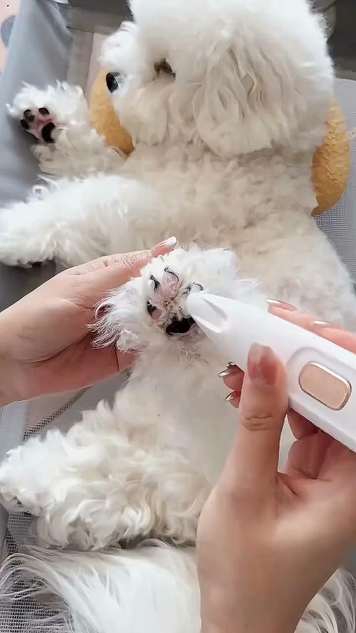 选猫狗剃毛器?静音安全好清洁!(给猫剃毛的推子哪个性价比高) 选猫狗剃毛器?静音安全好清洁!(给猫剃毛的推子哪个性价比高)