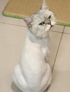 猫咪换毛剃毛好？利弊权衡后再决定！（猫咪换毛季需要剃毛吗）