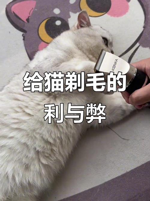 温和清洁,防感染,观察皮肤(猫剃毛后要怎么保护) 温和清洁,防感染,观察皮肤(猫剃毛后要怎么保护)