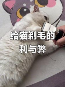 温和清洁，防感染，观察皮肤（猫剃毛后要怎么保护）