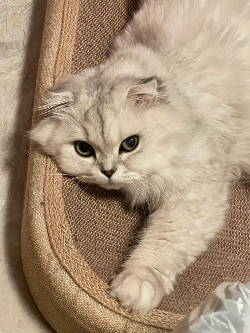 猫咪灵动瞬间,街头巷尾的温情捕捉(猫的照片真实图片) 猫咪灵动瞬间,街头巷尾的温情捕捉(猫的照片真实图片)