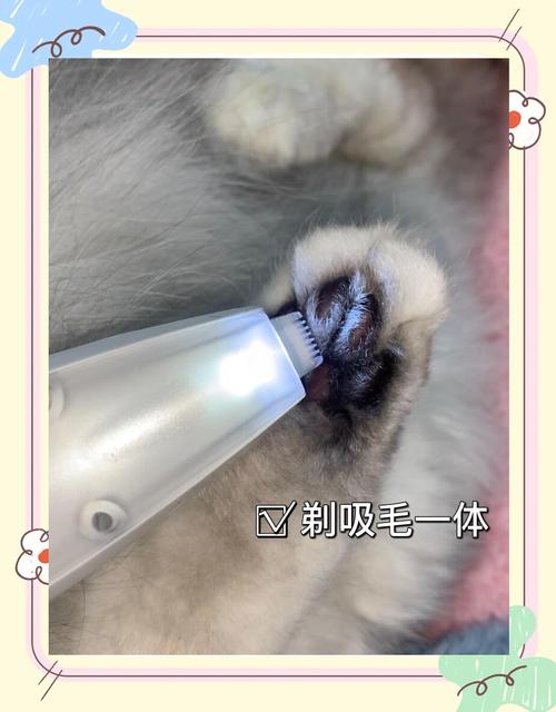 短毛猫剪毛需谨慎,特殊情况除外(短毛猫能剪毛修理吗) 短毛猫剪毛需谨慎,特殊情况除外(短毛猫能剪毛修理吗)