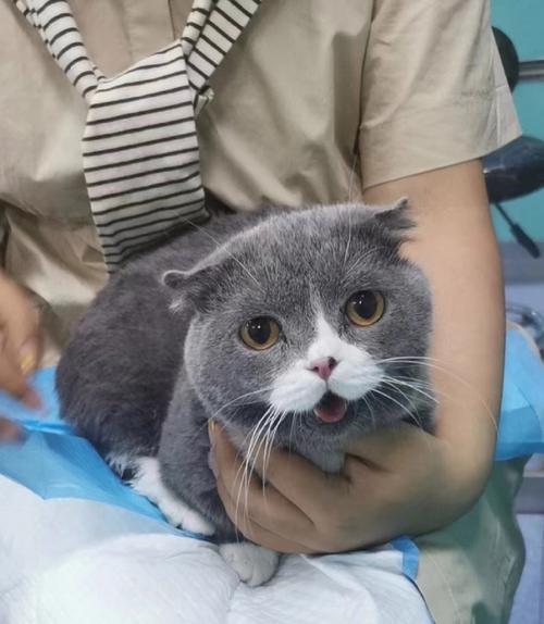 警惕!可爱矮脚猫折耳猫或患遗传病寿命短,养前请三思(折耳猫矮脚活几年) 警惕!可爱矮脚猫折耳猫或患遗传病寿命短,养前请三思(折耳猫矮脚活几年)