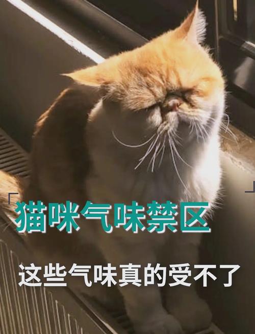 柠檬橙醋樟脑咖啡胡椒茶树油,天然驱猫不伤身(猫怕什么气味一闻就跑) 柠檬橙醋樟脑咖啡胡椒茶树油,天然驱猫不伤身(猫怕什么气味一闻就跑)