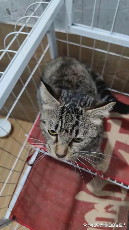 性格与养护(母狸花猫千万不能养为什么) 性格与养护(母狸花猫千万不能养为什么)