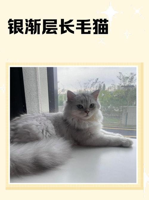 长毛猫夏季剪毛防暑饮食调适(长毛猫夏天能剪短吗) 长毛猫夏季剪毛防暑饮食调适(长毛猫夏天能剪短吗)