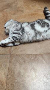 外表诱人？健康性格需关注（棕虎斑折耳短毛猫）