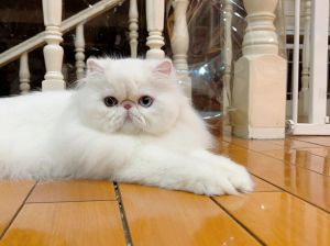 波斯猫瞳孔颜色多变，反映情绪与健康状况（波斯猫瞳孔颜色照片）