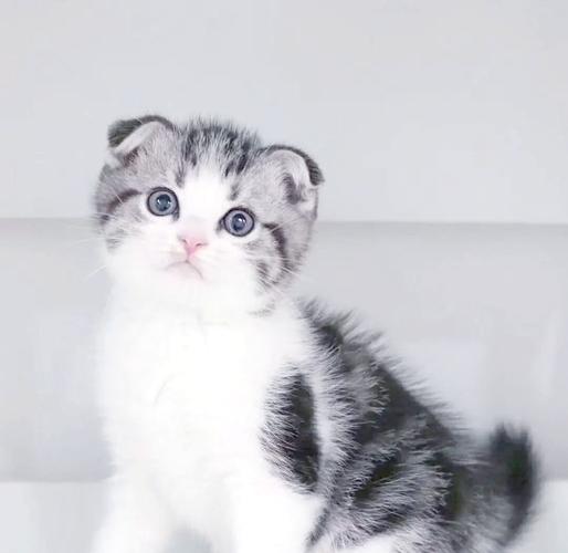 折耳猫可爱但易患骨病,需谨慎选择(折耳猫有什么缺点) 折耳猫可爱但易患骨病,需谨慎选择(折耳猫有什么缺点)