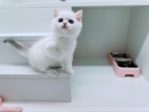 折耳暹罗等受欢迎品种（宠物短毛猫）