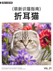 垂耳猫VS折耳猫，健康与颜值哪个更重要？（垂耳猫和折耳猫的区别）