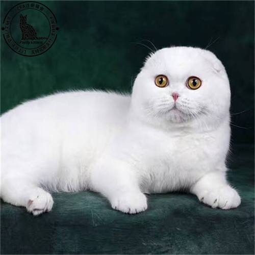 猫咪灵敏耳,独立又亲人,柔韧爱睡觉(鹤群苏格兰折耳猫txt盘搜搜) 猫咪灵敏耳,独立又亲人,柔韧爱睡觉(鹤群苏格兰折耳猫txt盘搜搜)