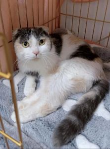 三花猫幸运？折耳猫健康隐患！（水猎desu折耳猫三花猫）