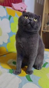 金命人养蓝灰猫，温柔安静好伴侣（金命养蓝灰折耳猫）