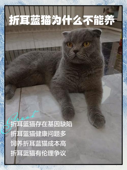 科学喂养更长寿(折耳蓝猫能活多少岁) 科学喂养更长寿(折耳蓝猫能活多少岁)