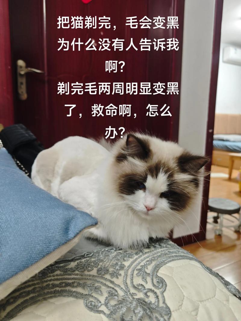 剃毛伤猫咪?温柔梳毛更爱它!(男子给猫剃毛后不高兴) 剃毛伤猫咪?温柔梳毛更爱它!(男子给猫剃毛后不高兴)