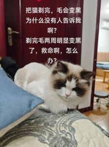 猫咪剃毛先洗后剃？看毛发性格选方法（给猫猫剃毛是先洗还是先剃）