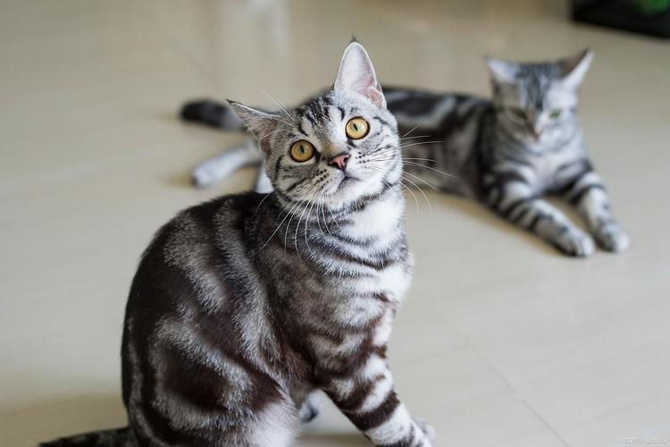 虎斑猫与混血猫(虎斑猫分几个品种图片) 虎斑猫与混血猫(虎斑猫分几个品种图片)