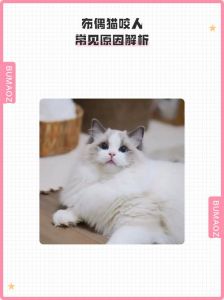 布偶猫咬人原因及应对（布偶猫会咬人吗）