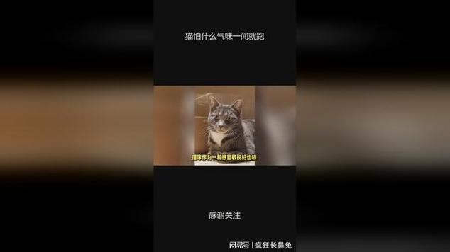 野猫对多种气味敏感,迅速逃离(野猫怕什么气味一闻就跑) 野猫对多种气味敏感,迅速逃离(野猫怕什么气味一闻就跑)