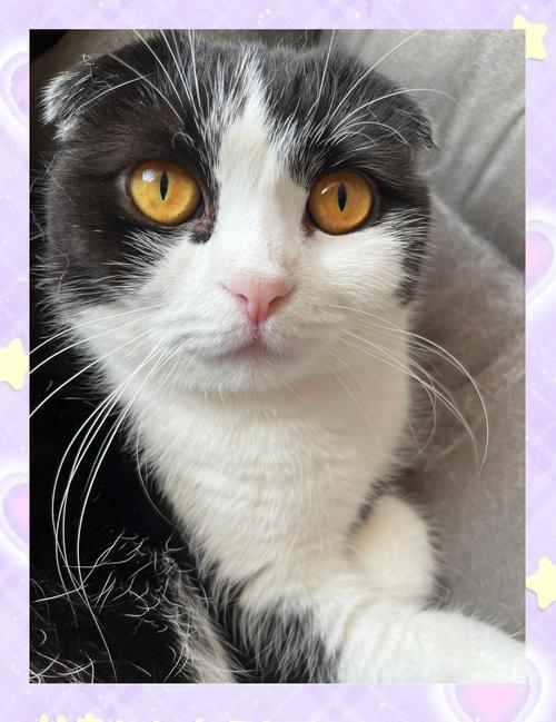美丽与健康的代价(折耳猫小猫) 美丽与健康的代价(折耳猫小猫)