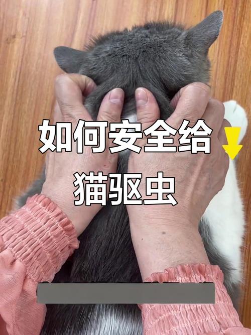 柠檬橘皮赶走猫,醋水喷洒也有效(有什么东西驱猫效果最简单方法) 柠檬橘皮赶走猫,醋水喷洒也有效(有什么东西驱猫效果最简单方法)