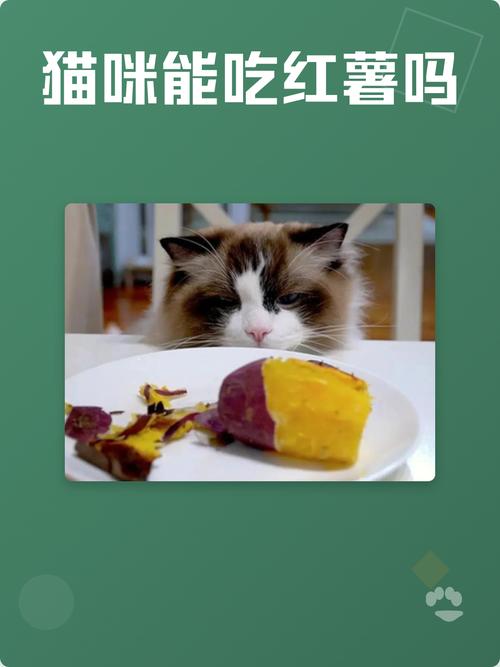 红薯虽甜别喂猫太多，小心胖和肠胃问题，科学喂养很重要（猫吃红薯吃多了会怎么样）