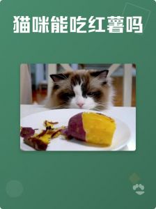 红薯虽甜别喂猫太多，小心胖和肠胃问题，科学喂养很重要（猫吃红薯吃多了会怎么样）