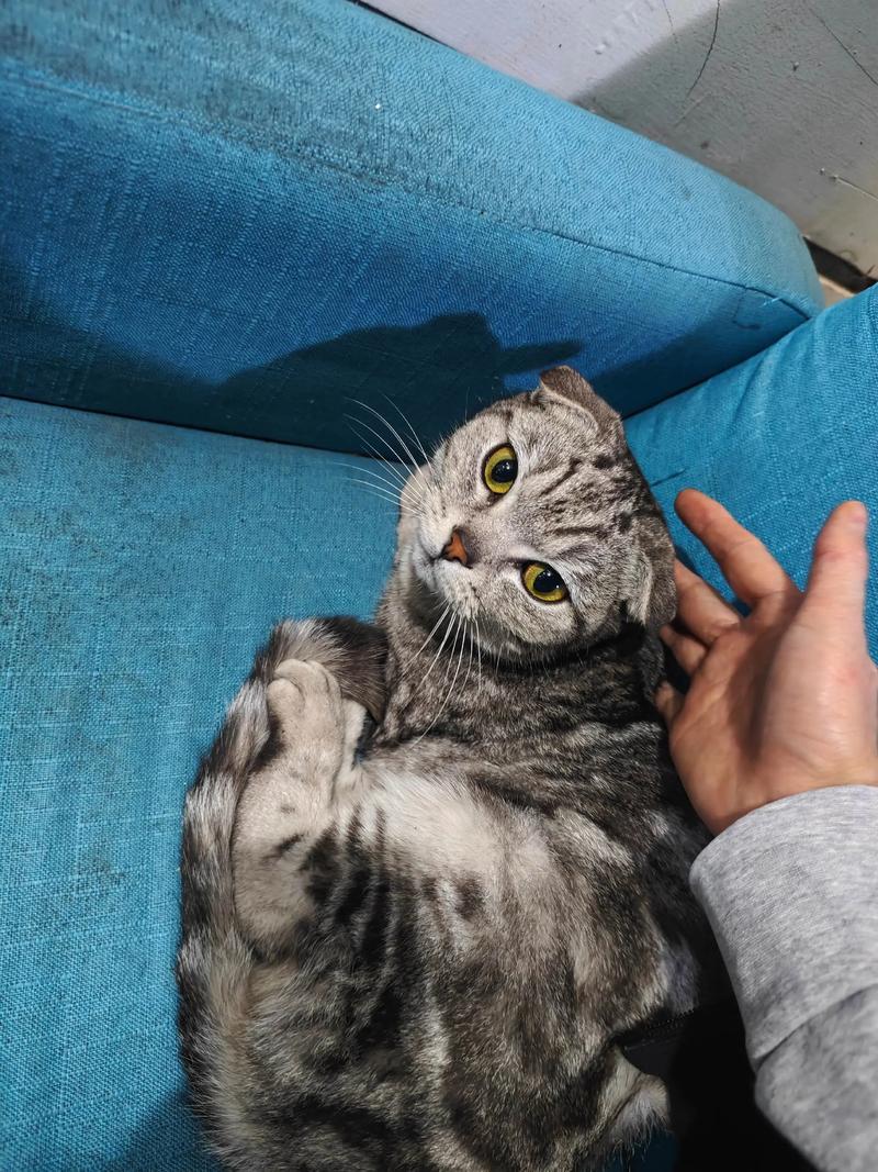 折耳猫寿命与护理(折耳猫一般能活几年) 折耳猫寿命与护理(折耳猫一般能活几年)