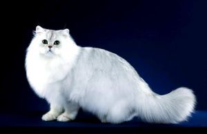 波斯猫眼睛颜色多样，蓝绿金皆有，鸳鸯眼罕见（纯种波斯猫的眼睛是什么颜色）