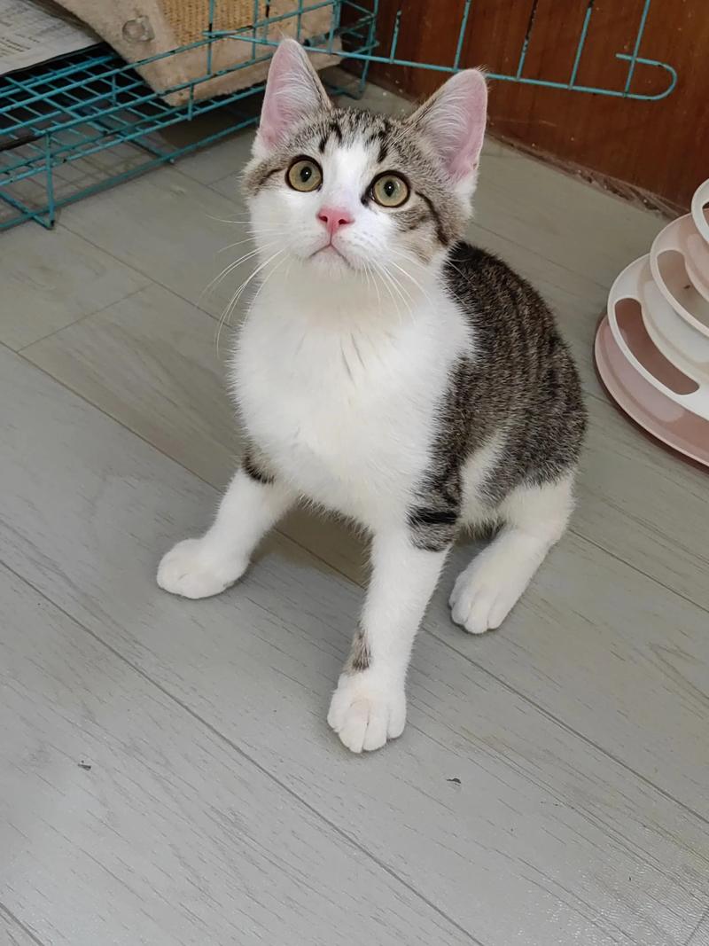 聪明忠诚的本土伴侣猫(狸花猫照片) 聪明忠诚的本土伴侣猫(狸花猫照片)