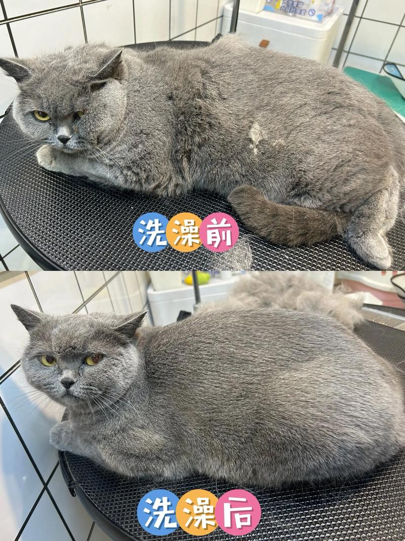 剃毛后猫咪多久长毛?养护知识(猫咪剃了毛一个月长多少) 剃毛后猫咪多久长毛?养护知识(猫咪剃了毛一个月长多少)