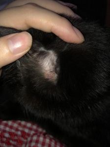猫咪耳朵黑东西？污垢耳螨或感染！（猫耳朵有黑色的东西是污垢还是螨）